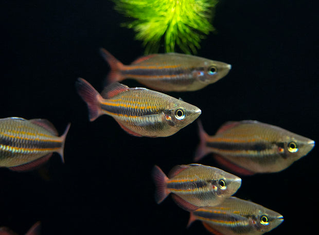 Goyder River Banded Rainbowfish (Melanotaenia trifasciata), Tank-Bred!