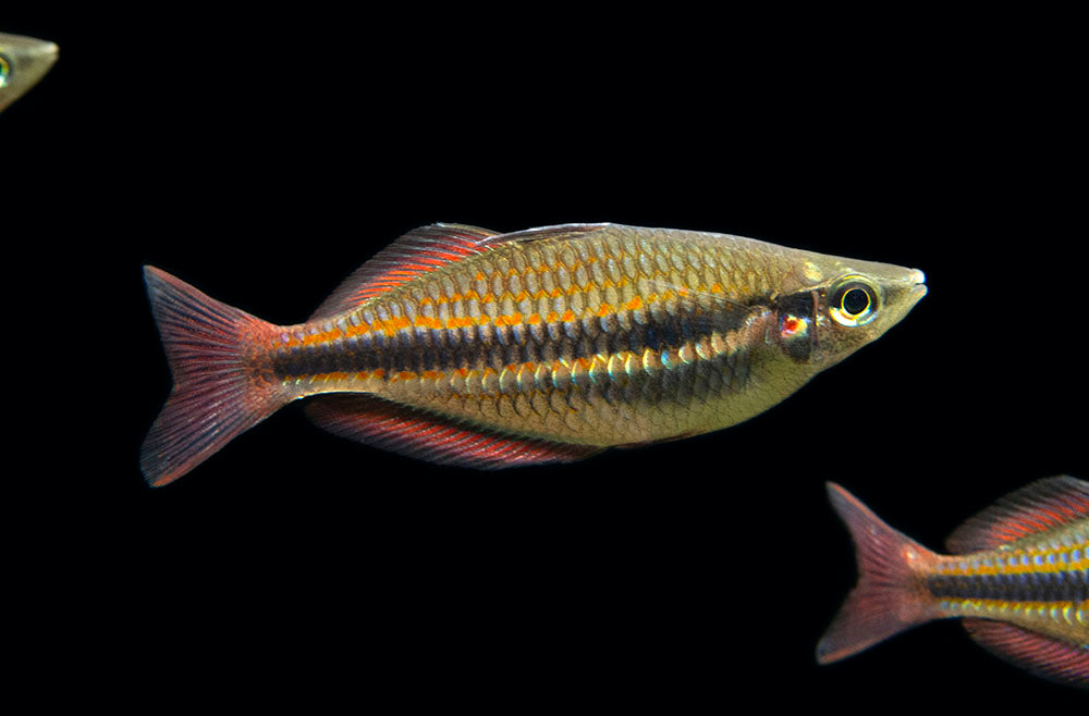 Goyder River Banded Rainbowfish (Melanotaenia trifasciata), Tank-Bred!