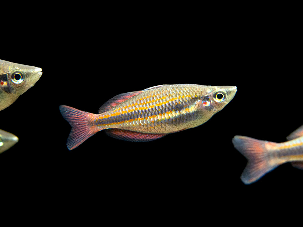 Goyder River Banded Rainbowfish (Melanotaenia trifasciata), Tank-Bred!