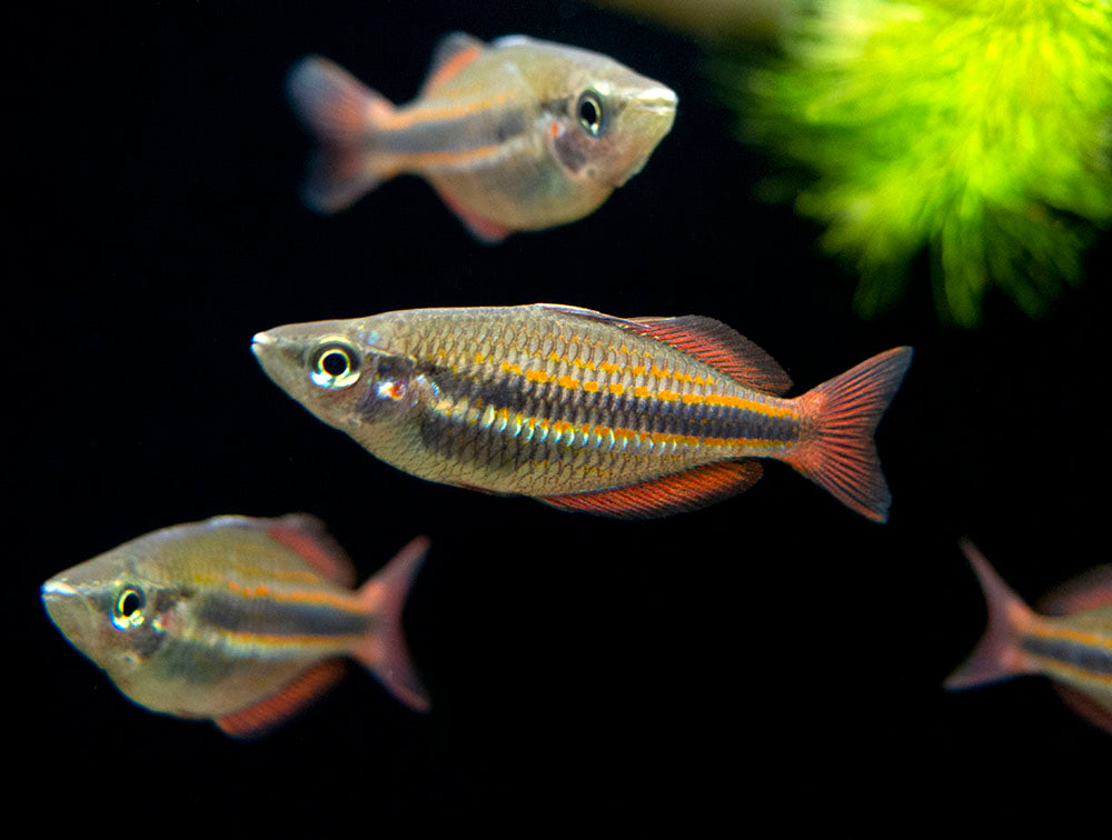 Goyder River Banded Rainbowfish (Melanotaenia trifasciata), Tank-Bred!