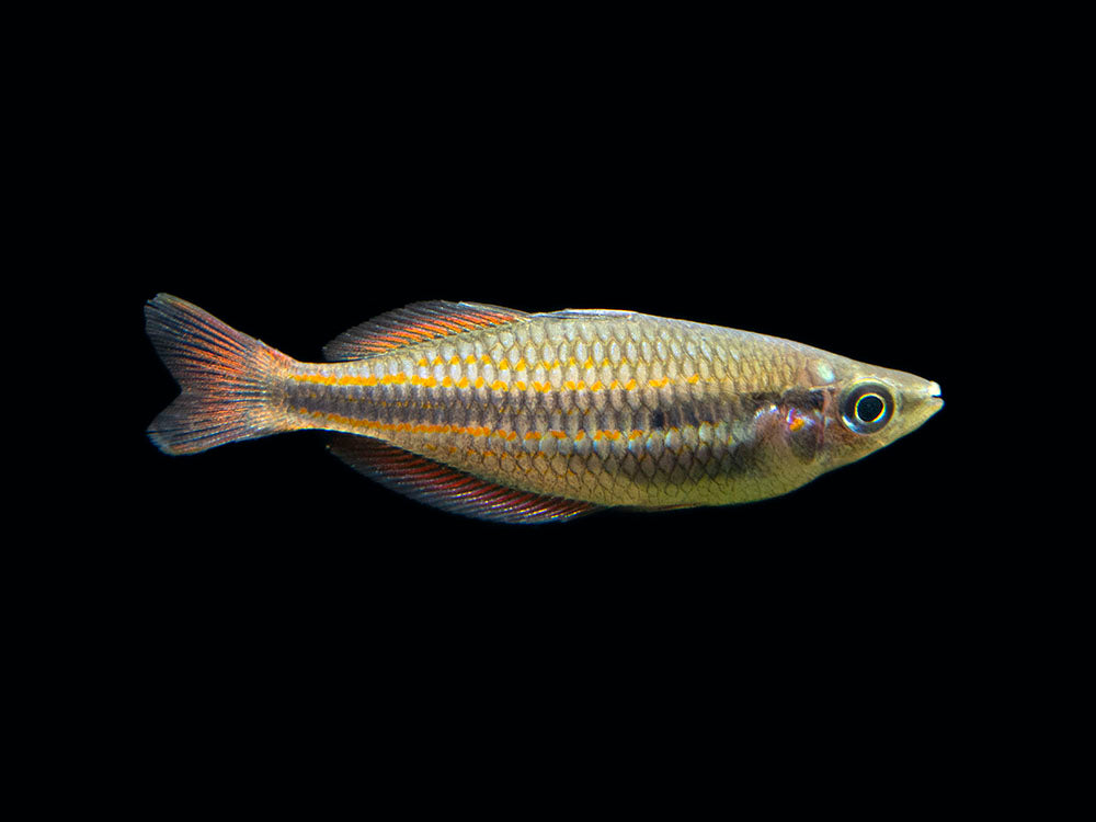 Goyder River Banded Rainbowfish (Melanotaenia trifasciata), Tank-Bred!