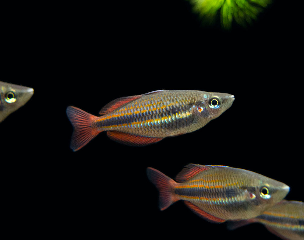 Goyder River Banded Rainbowfish (Melanotaenia trifasciata), Tank-Bred!