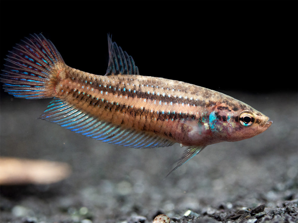 Green Betta mahachaiensis - USA Bred!