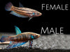 Green Betta mahachaiensis - USA Bred!