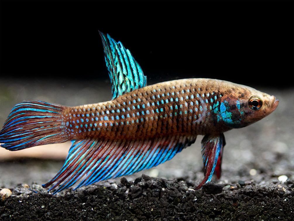 Green Betta mahachaiensis - USA Bred!