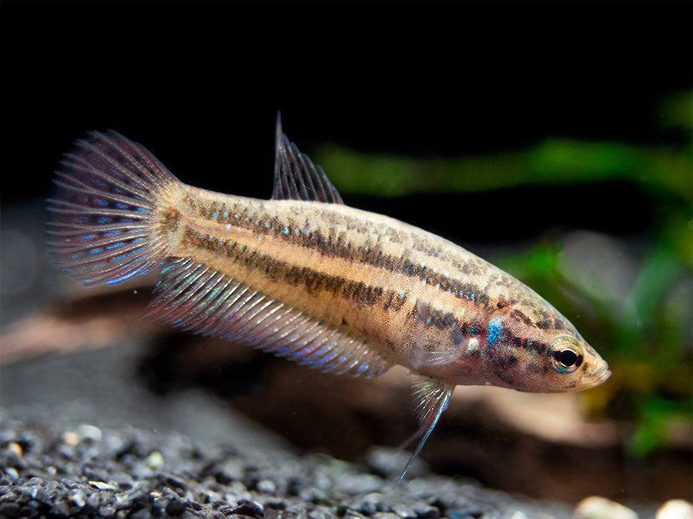 Green Betta mahachaiensis - USA Bred!