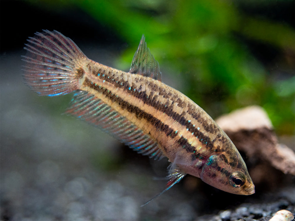 Green Betta mahachaiensis - USA Bred!