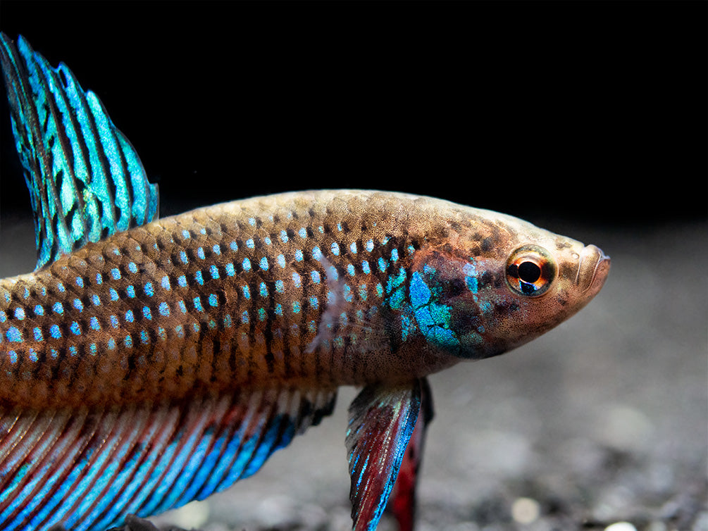 Green Betta mahachaiensis - USA Bred!