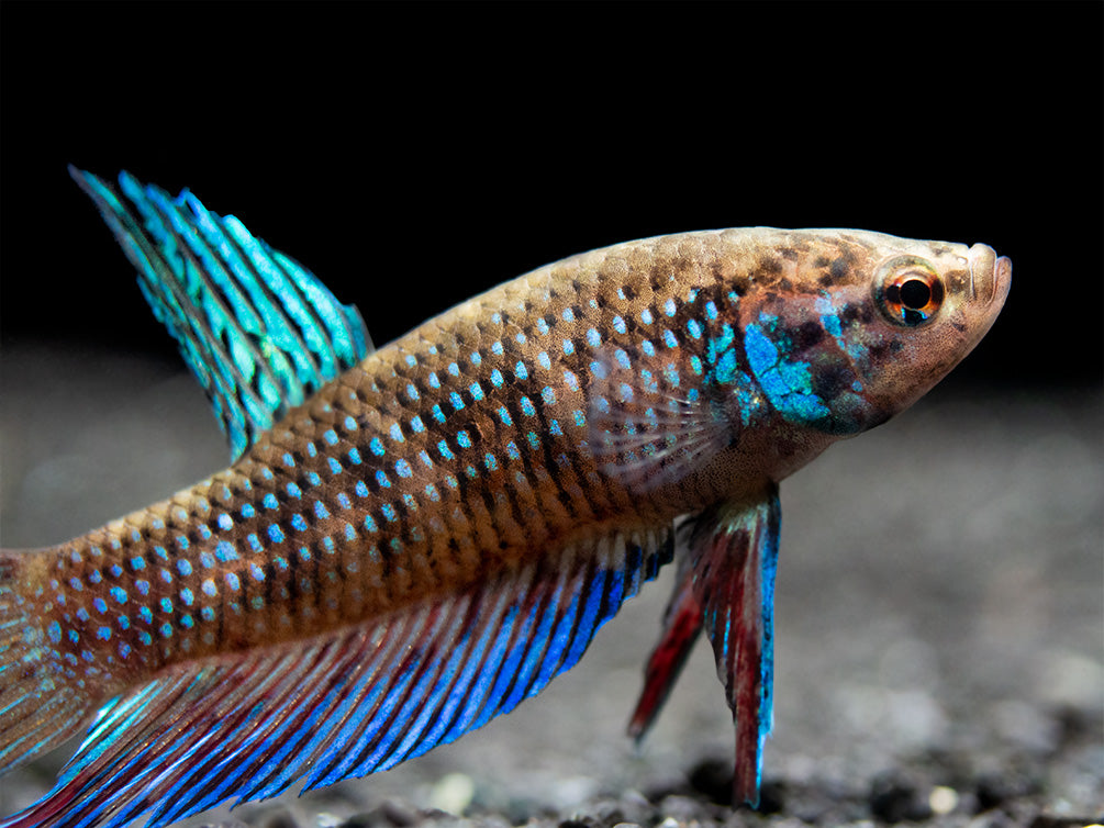 Green Betta mahachaiensis - USA Bred!