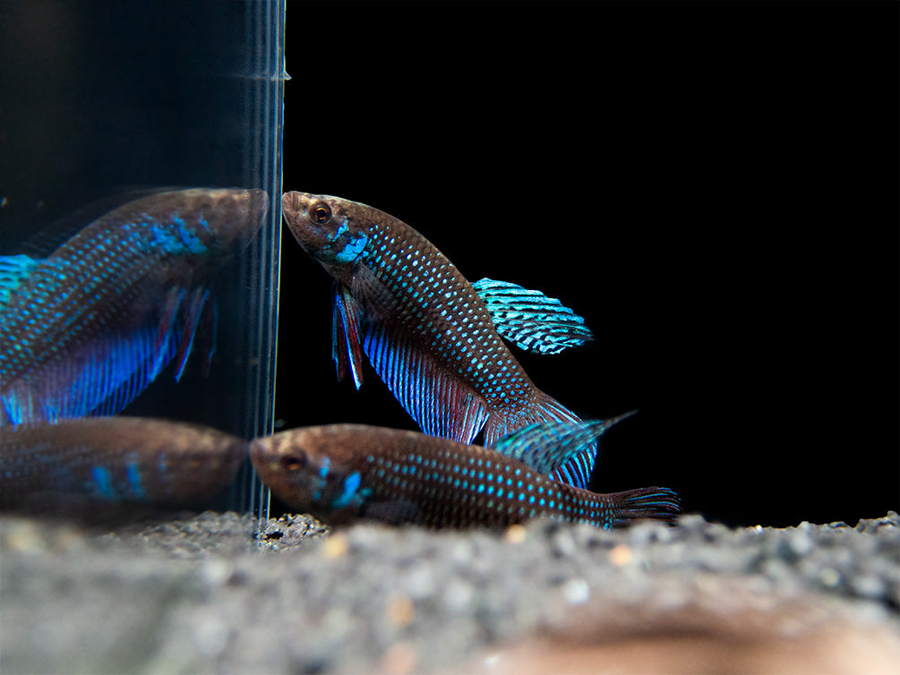 Green Betta mahachaiensis - USA Bred!