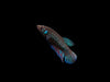 Green Betta mahachaiensis - USA Bred!