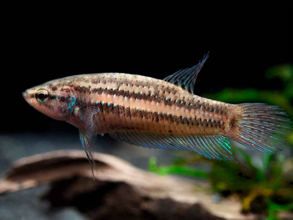 Green Betta mahachaiensis - USA Bred!