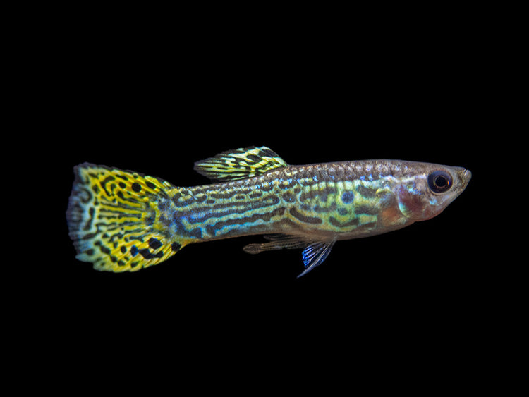 male green cobra guppy for sale by aquatic arts 