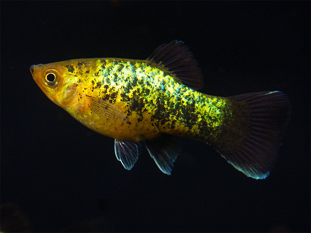 Copper Green Wag Platy (Xiphophorus maculatus), Tank-Bred