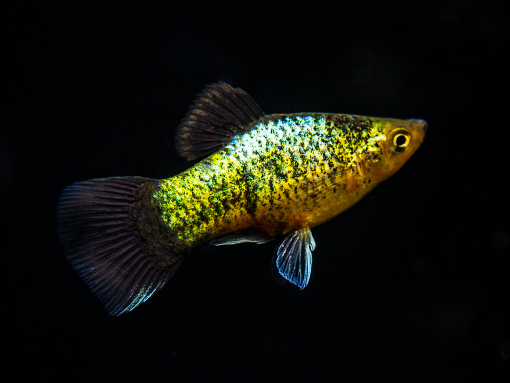 Copper Green Wag Platy (Xiphophorus maculatus), Tank-Bred