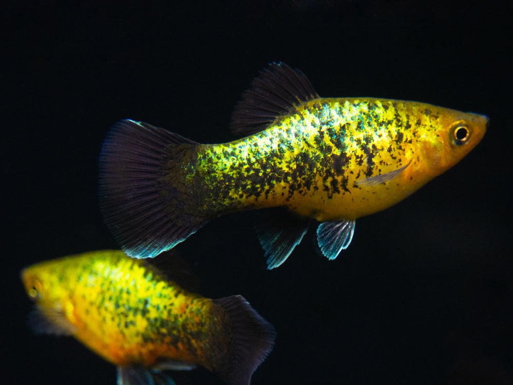 Copper Green Wag Platy (Xiphophorus maculatus), Tank-Bred