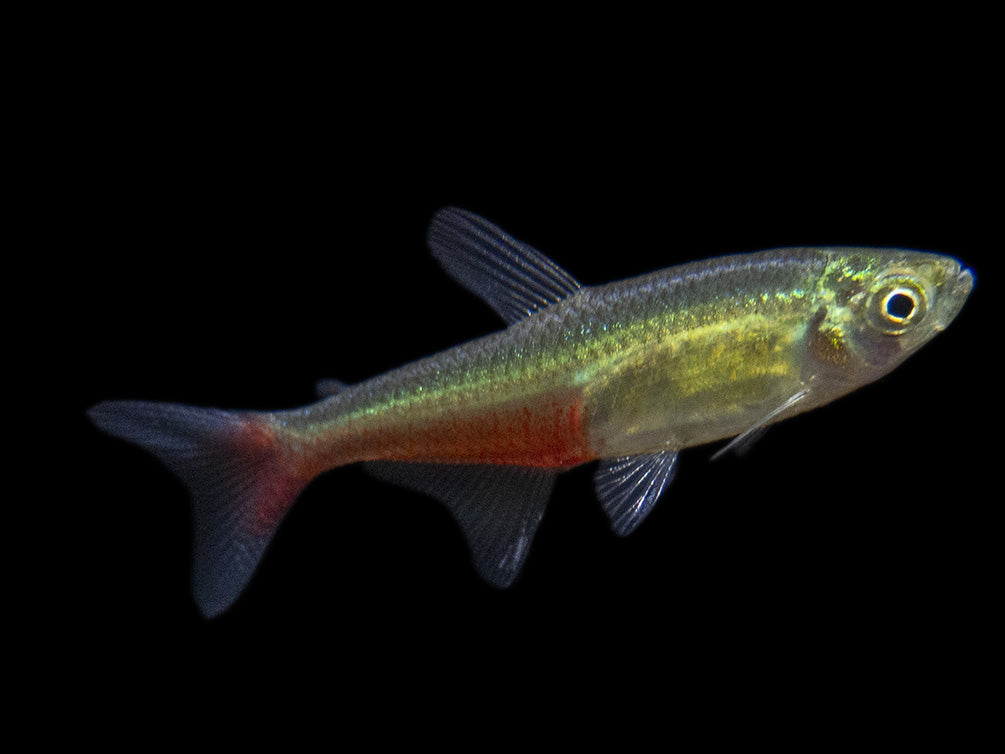 Green Fire Tetra AKA Rathbun's Bloodfin Tetra (Aphyocharax rathbuni), Tank-Bred!