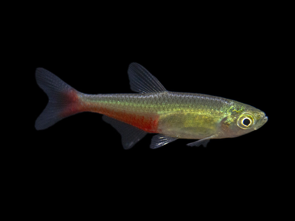 Green Fire Tetra AKA Rathbun's Bloodfin Tetra (Aphyocharax rathbuni), Tank-Bred!