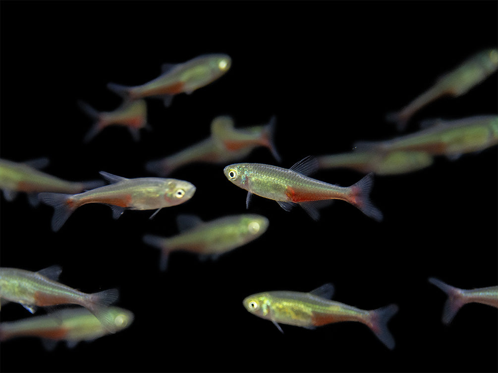 Green Fire Tetra AKA Rathbun's Bloodfin Tetra (Aphyocharax rathbuni), Tank-Bred!