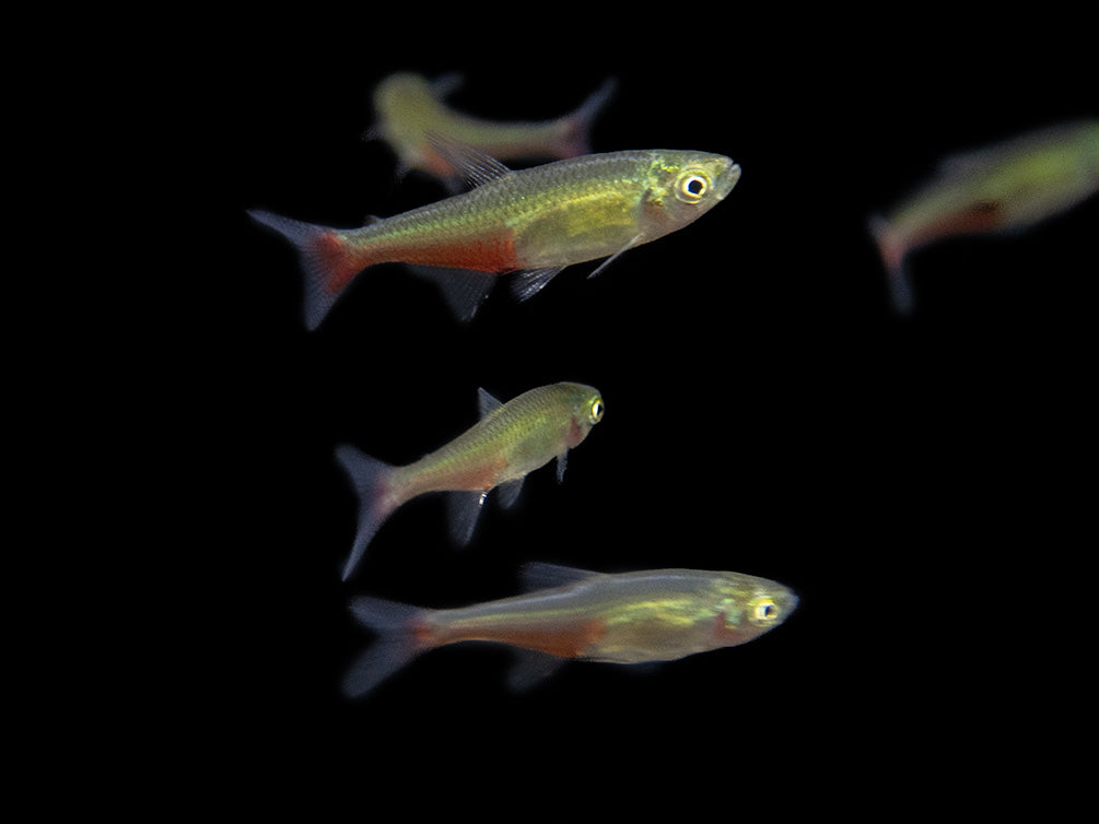 Green Fire Tetra AKA Rathbun's Bloodfin Tetra (Aphyocharax rathbuni), Tank-Bred!