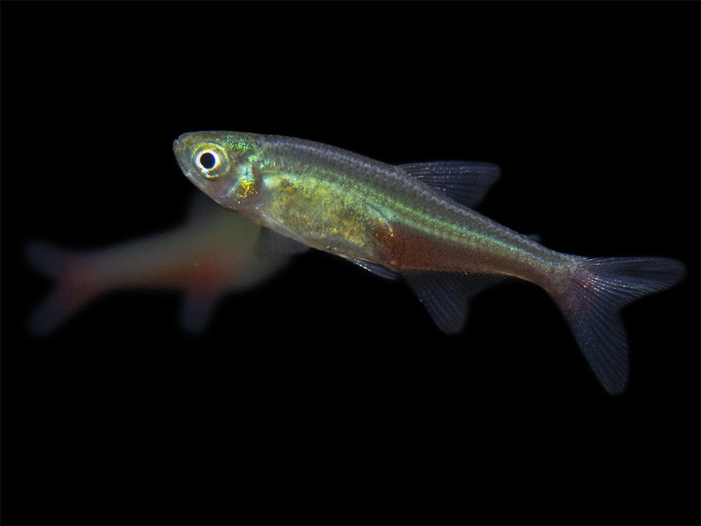 Green Fire Tetra AKA Rathbun's Bloodfin Tetra (Aphyocharax rathbuni), Tank-Bred!