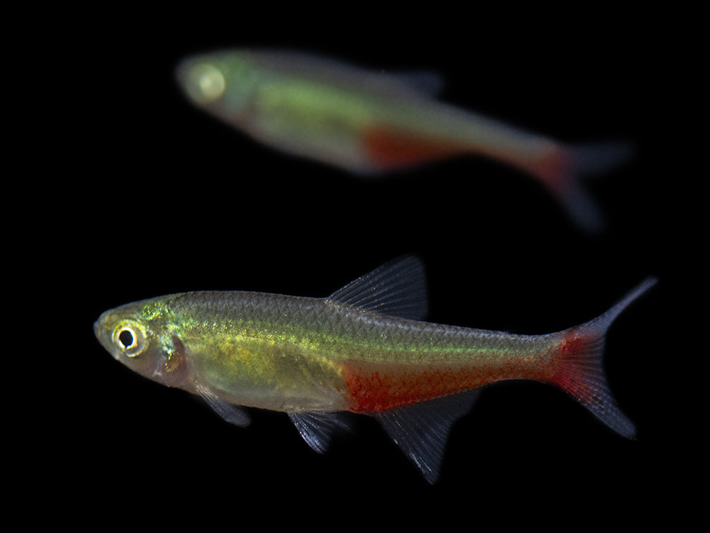 Green Fire Tetra AKA Rathbun's Bloodfin Tetra (Aphyocharax rathbuni), Tank-Bred!