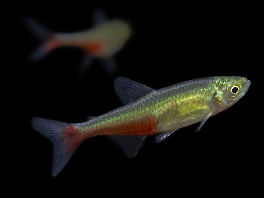 Green Fire Tetra AKA Rathbun's Bloodfin Tetra (Aphyocharax rathbuni), Tank-Bred!