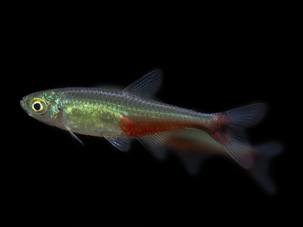 Green Fire Tetra AKA Rathbun's Bloodfin Tetra (Aphyocharax rathbuni), Tank-Bred!