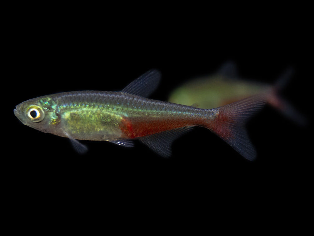 Green Fire Tetra AKA Rathbun's Bloodfin Tetra (Aphyocharax rathbuni), Tank-Bred!