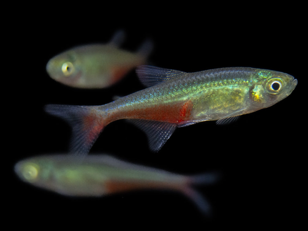 Green Fire Tetra AKA Rathbun's Bloodfin Tetra (Aphyocharax rathbuni), Tank-Bred!