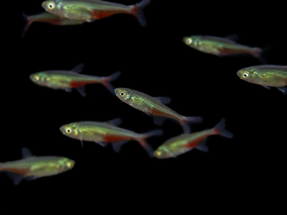 Green Fire Tetra AKA Rathbun's Bloodfin Tetra (Aphyocharax rathbuni), Tank-Bred!