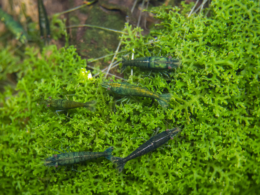 Green Jade Shrimp Breeder Combo Box