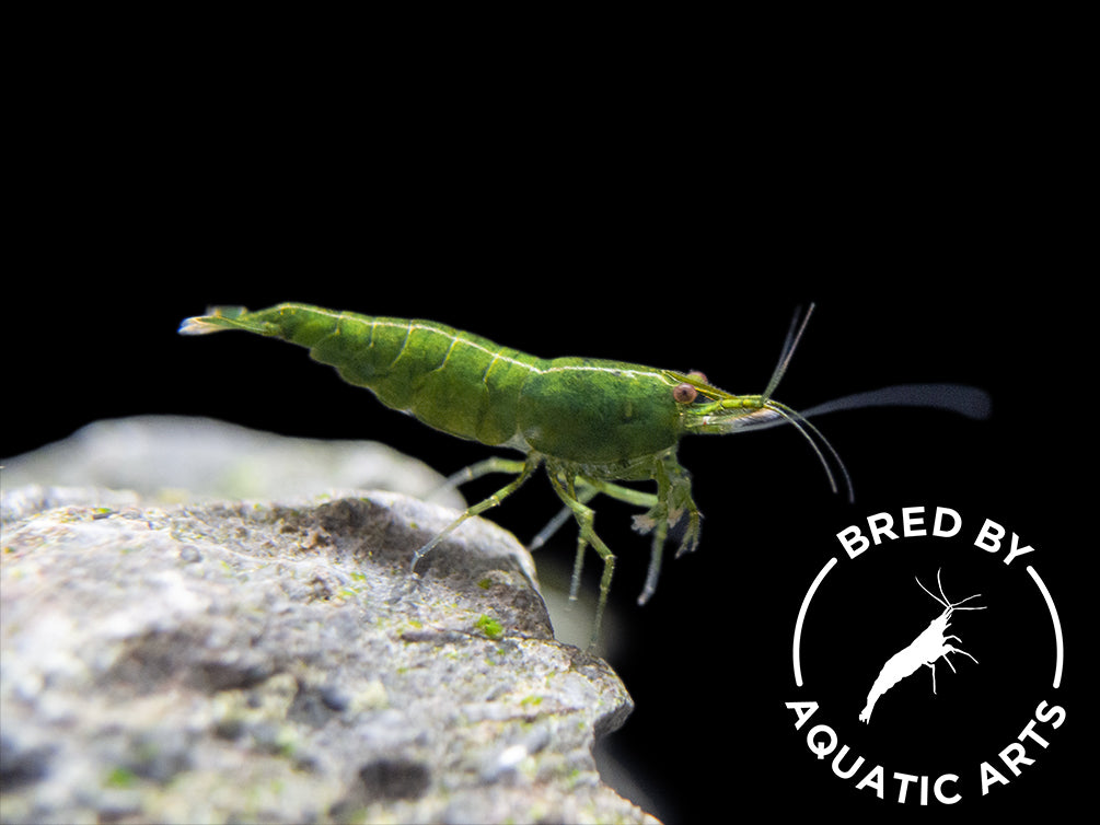 Green Jade Shrimp (Neocaridina davidi), BREDBY: Aquatic Arts