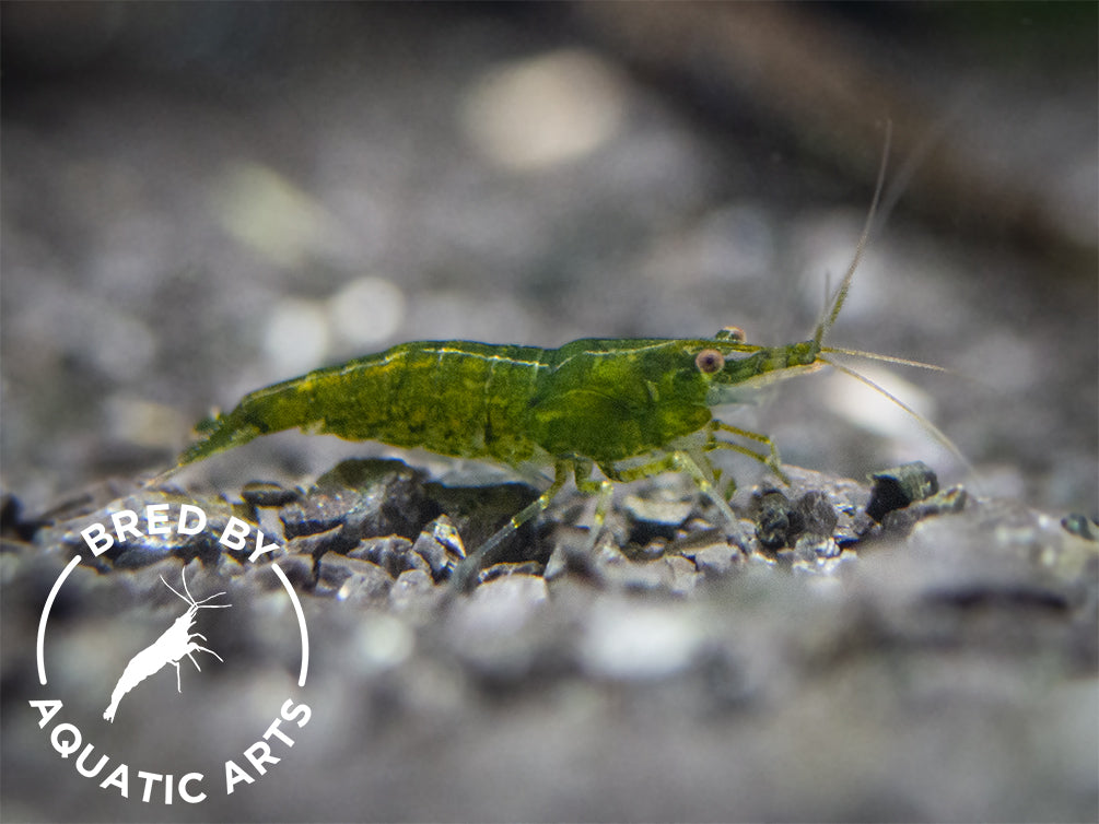 Green Jade Shrimp (Neocaridina davidi), BREDBY: Aquatic Arts