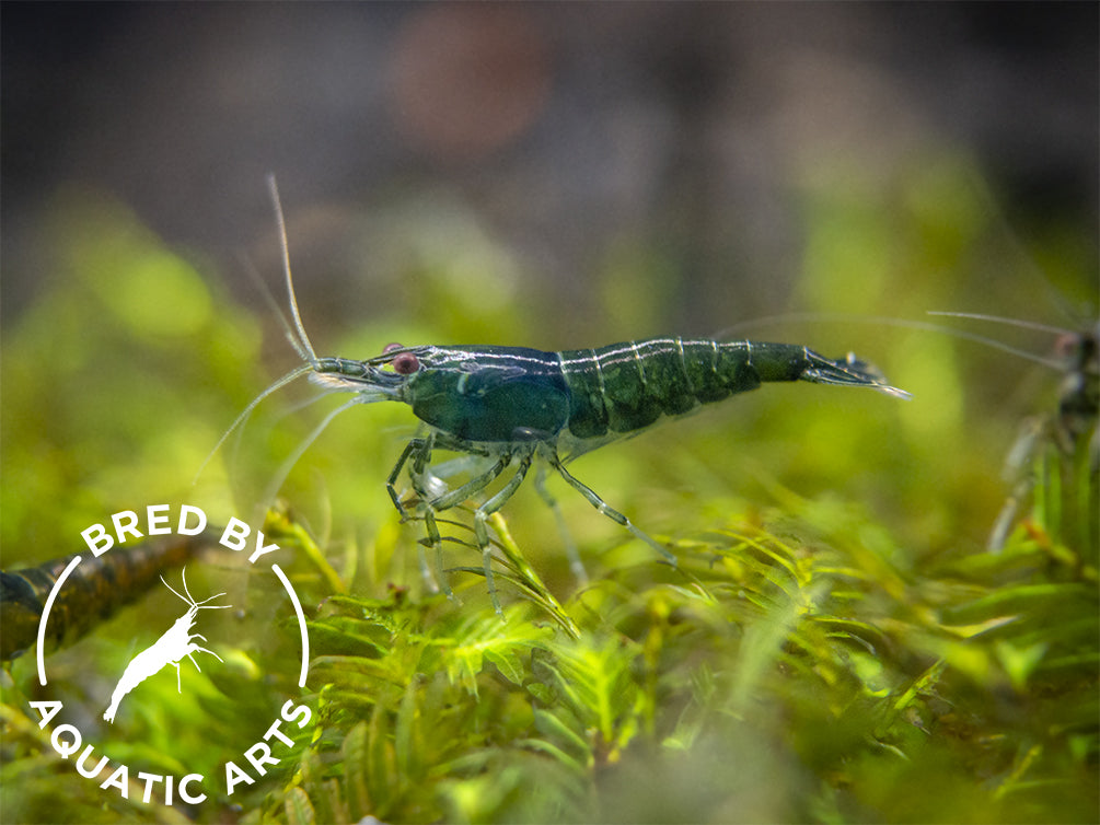 Green Jade Shrimp (Neocaridina davidi), BREDBY: Aquatic Arts