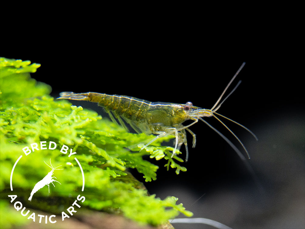 Green Jade Shrimp (Neocaridina davidi), BREDBY: Aquatic Arts