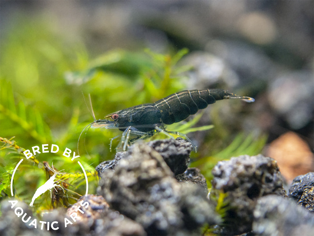 Green Jade Shrimp (Neocaridina davidi), BREDBY: Aquatic Arts