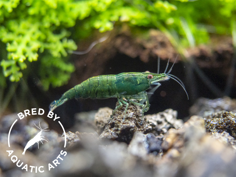 Green Jade Shrimp (Neocaridina davidi), BREDBY: Aquatic Arts