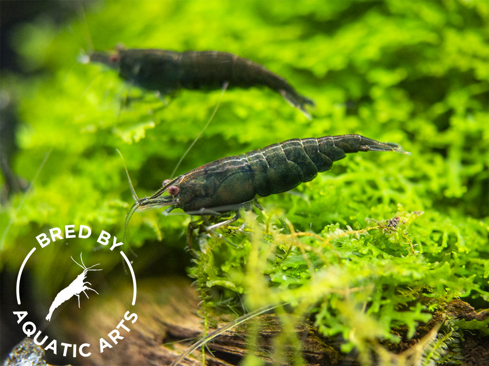 Green Jade Shrimp (Neocaridina davidi), BREDBY: Aquatic Arts