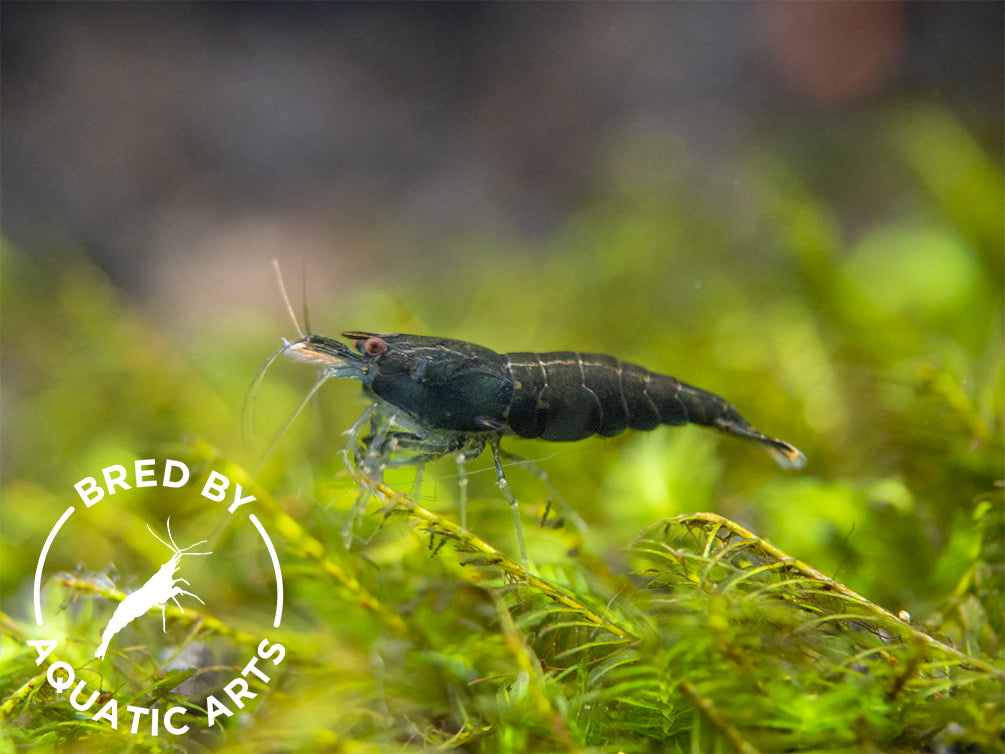 Green Jade Shrimp (Neocaridina davidi), BREDBY: Aquatic Arts