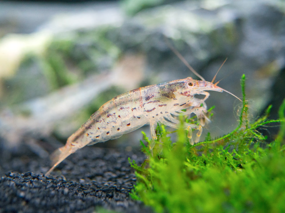 Green Lace Filter Shrimp (Atyopsis pilipes)