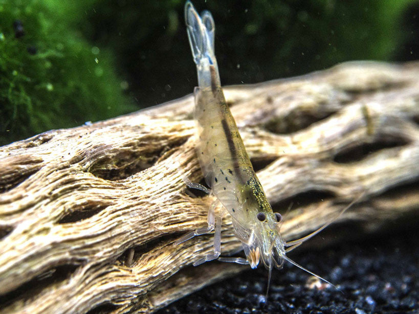 Green Lace Filter Shrimp (Atyopsis pilipes)