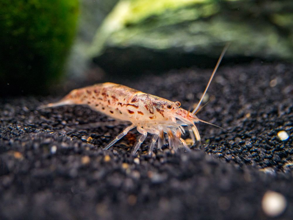 Green Lace Filter Shrimp (Atyopsis pilipes)
