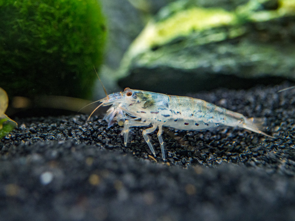 Green Lace Filter Shrimp (Atyopsis pilipes)