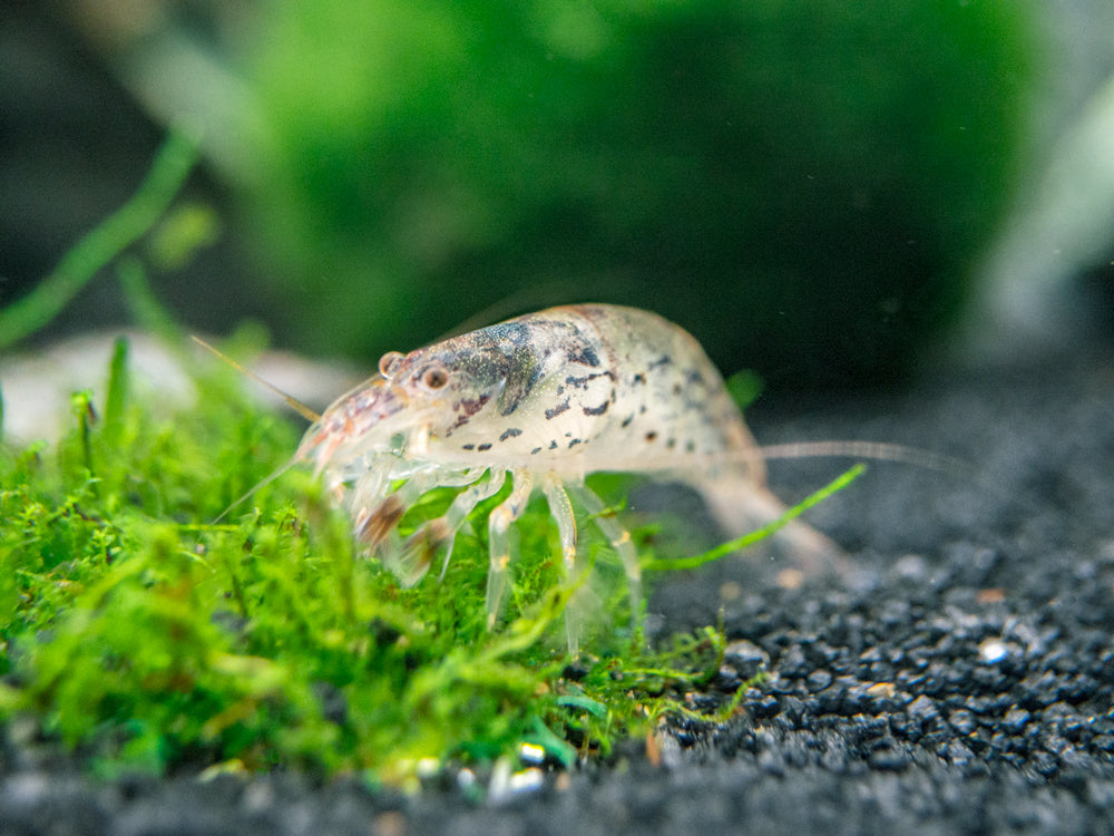 Green Lace Filter Shrimp (Atyopsis pilipes)