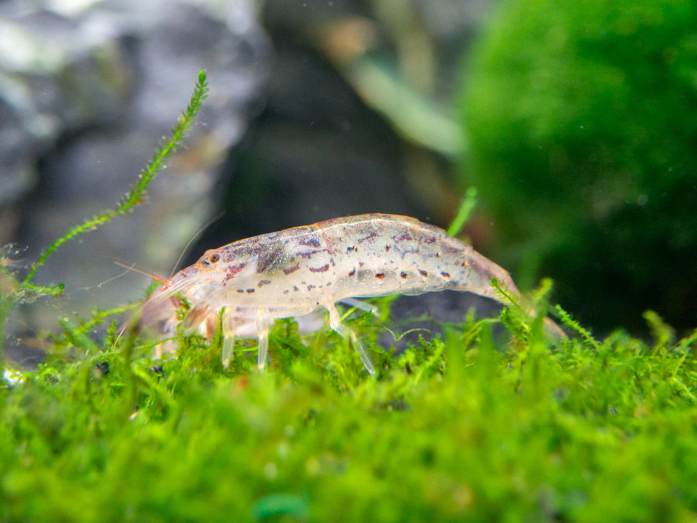 Green Lace Filter Shrimp (Atyopsis pilipes)