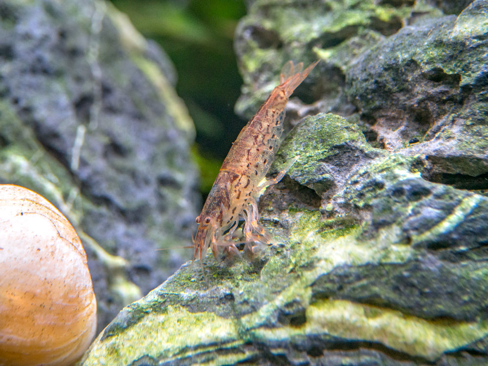 Green Lace Filter Shrimp (Atyopsis pilipes)
