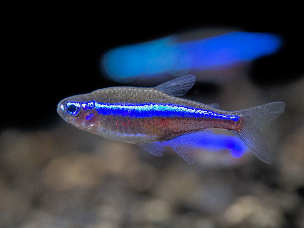 Green Neon Tetra (Paracheirodon simulans) - Tank-Bred!