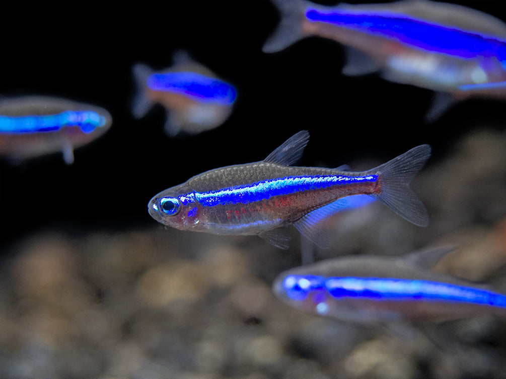 Green Neon Tetra (Paracheirodon simulans) - Tank-Bred!