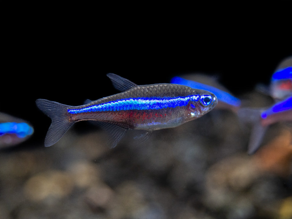 Green Neon Tetra (Paracheirodon simulans) - Tank-Bred!